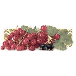 T.FRUTTI RIBES декор
